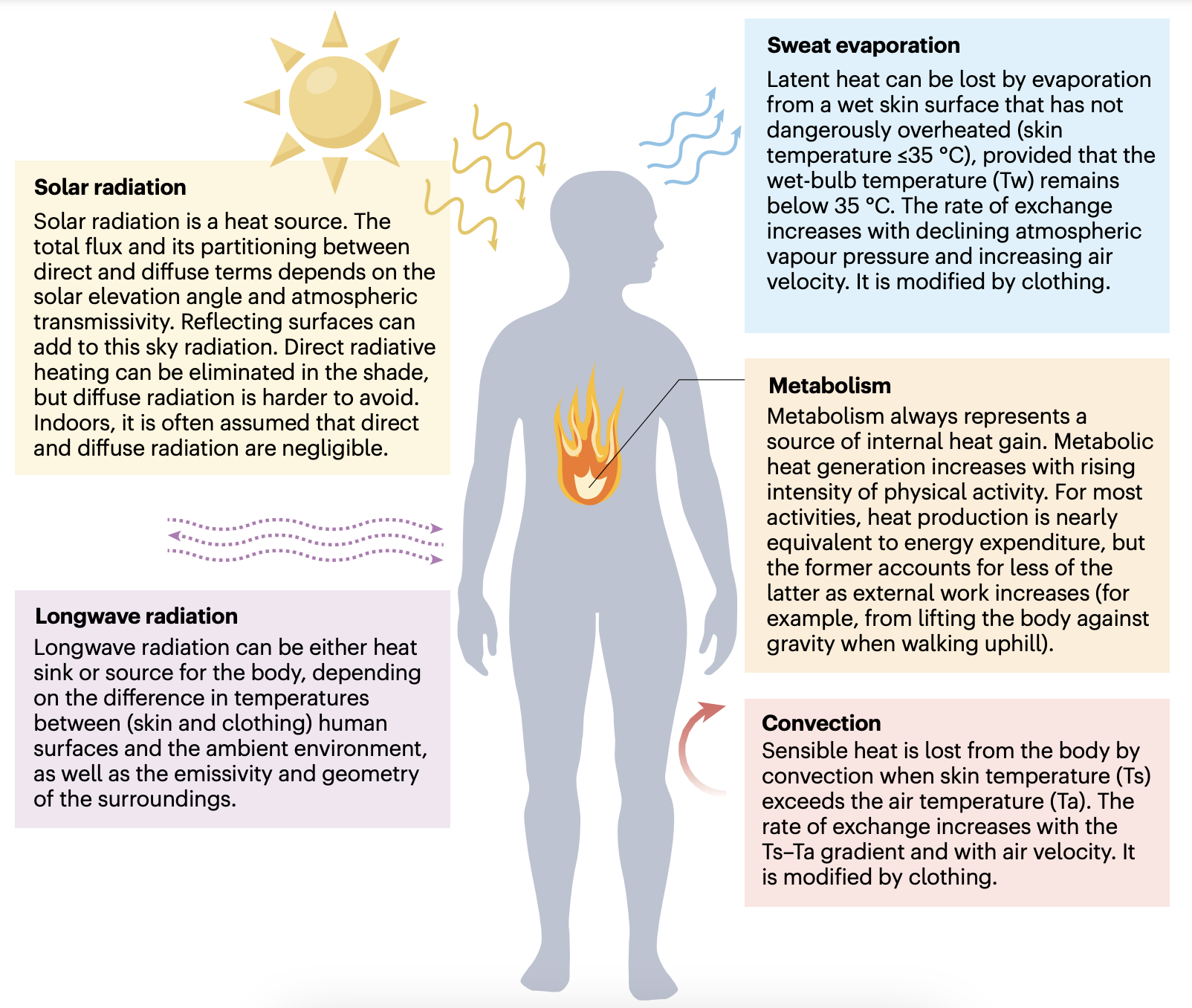 diagram shows a human silhouette surrounded by five boxes of text: solar radiation, long wave radiation, sweat evaporation, metabolism and convection.